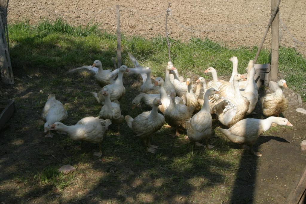 Agriturismo Vecchio Gelso Ortezzano ภายนอก รูปภาพ